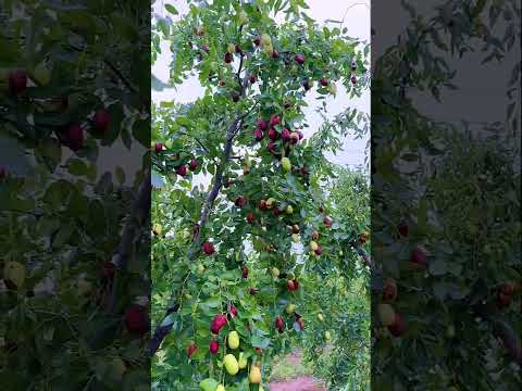 The Jujube trees