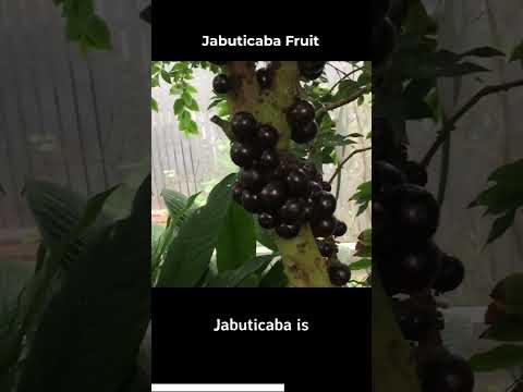 EXOTIC FRUITS YOU HAVE NEVER KNOWN - JABUTICABA